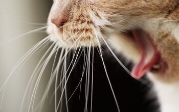 Vomiting in Cats: When to Worry