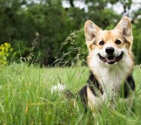 what is the environmental impact of owning a dog