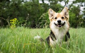 What is the Environmental Impact of Owning a Dog?