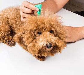 What You Need Know About Flea and Tick Medication
