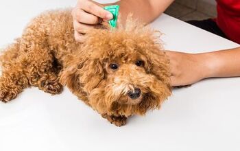 What You Need Know About Flea and Tick Medication