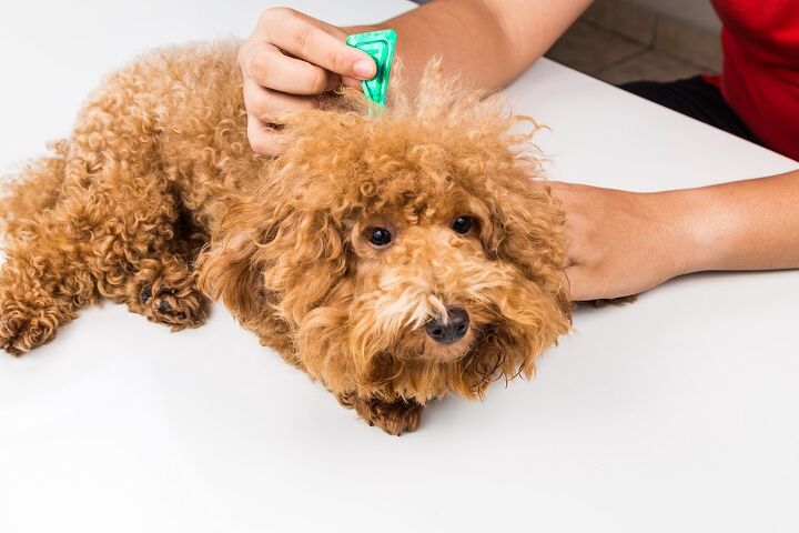 what you need know about flea and tick medication