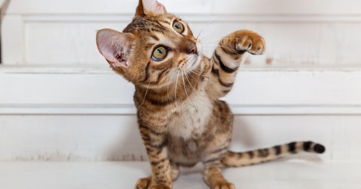 What Is An Umbilical Hernia In Kittens Petguide What Is An Umbilical Hernia In Kittens Petguide