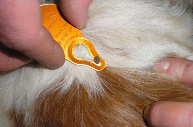 top 10 flea and tick prevention tips
