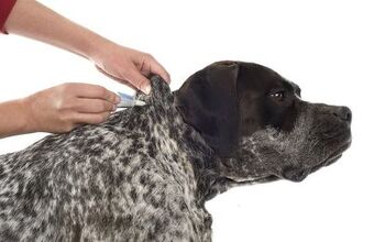 How To Get Rid Of Fleas On Dogs