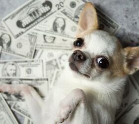 10 Unexpected Expenses for First Time Dog Owners to Plan For