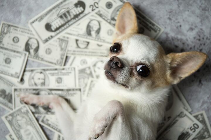 10 unexpected expenses for first time dog owners to plan for
