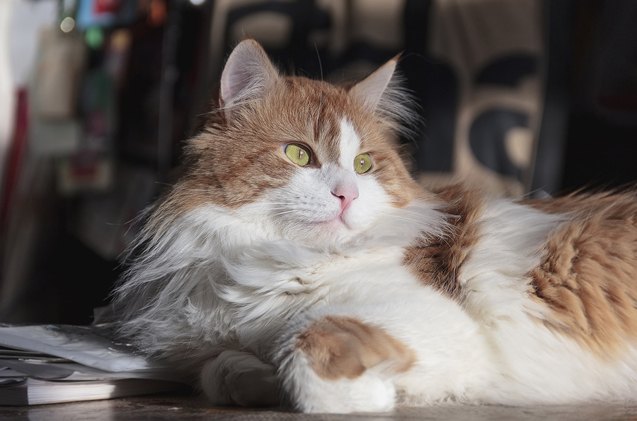 how feline behavior can change with age