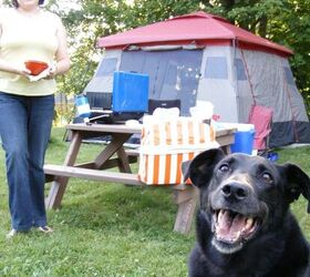 10 essential tips for camping with your dog