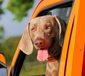 How To Stop Car Sickness In Dogs And Have Fun Traveling Again!