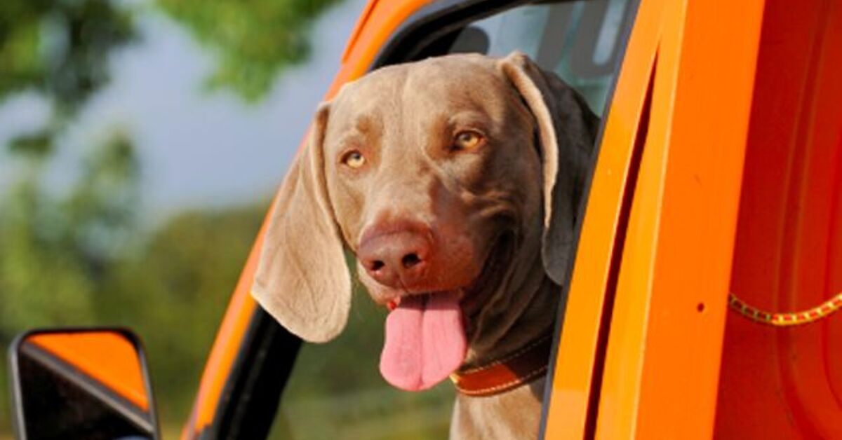 How To Stop Car Sickness In Dogs And Have Fun Traveling Again PetGuide How To Stop Car Sickness In Dogs And Have Fun Traveling Again PetGuide