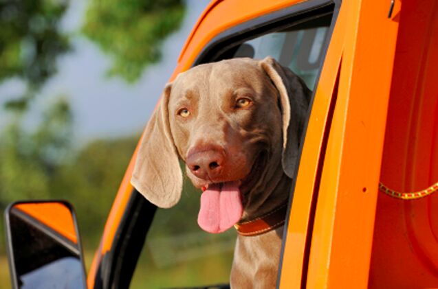 how to stop car sickness in dogs and have fun traveling again