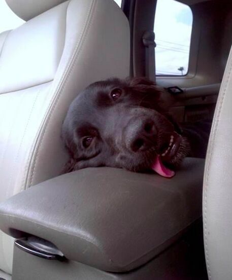 How To Stop Car Sickness In Dogs And Have Fun Traveling Again PetGuide how-to-stop-car-sickness-in-dogs-and-have-fun-traveling-again-petguide