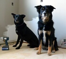 6 Handy Tips When Renovating With Dogs In The House