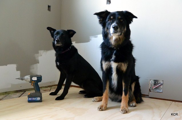 6 handy tips when renovating with dogs in the house