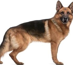 German Shepherd Dog Breed Information and Pictures - Petguide | PetGuide