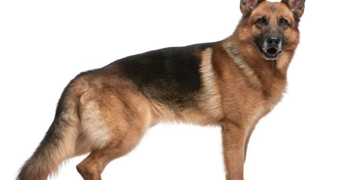 German Shepherd Dog Breed Information And Pictures - Petguide | Petguide
