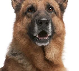 are german shepherds ok being the only dog