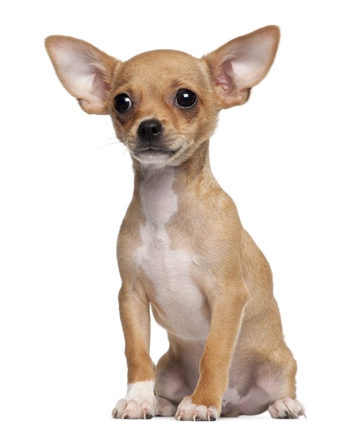 Chihuahua Dog Breed Information and Pictures - Petguide | PetGuide