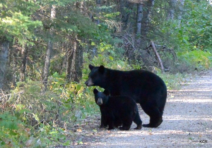 close encounters of the bear kind bringing bear bells on dog hikes