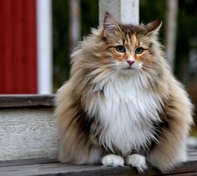 largest cat breed