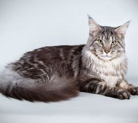 10 largest best sale cat breeds