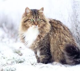 Top 10 Largest Domestic Cat Breeds | PetGuide