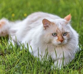 Top 10 Largest Domestic Cat Breeds | PetGuide