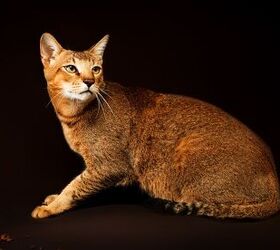 Top 10 Largest Domestic Cat Breeds | PetGuide