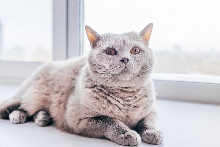 top 10 largest domestic cat breeds