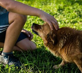 4 Tips About What To Do When You Find A Lost Dog