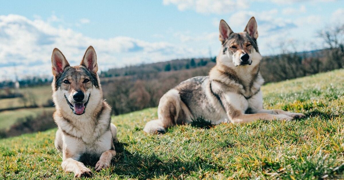 Tamaskan Dog Breed Information and Pictures - PetGuide | PetGuide