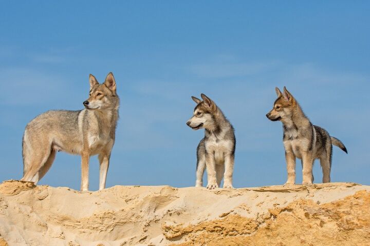 Tamaskan Dog Breed Information And Pictures PetGuide PetGuide tamaskan-dog-breed-information-and-pictures-petguide-petguide
