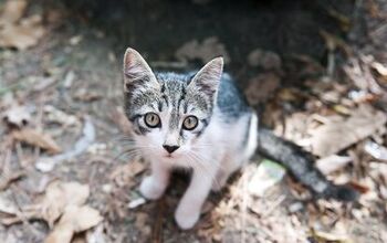 6 Smart Tips for Finding a Lost Cat