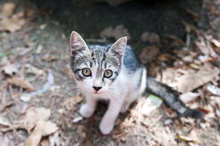 6 smart tips for finding a lost cat