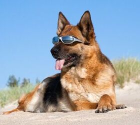 Hot Tips on Sun Protection For Dogs
