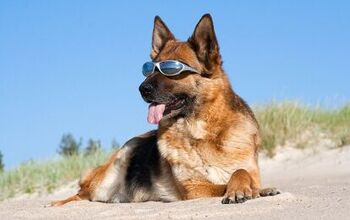 Hot Tips on Sun Protection For Dogs
