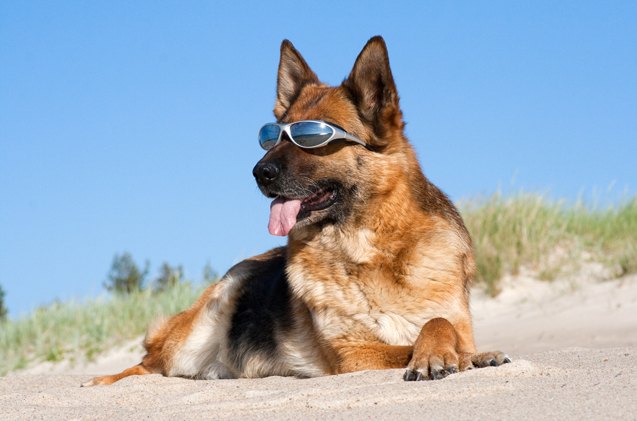 hot tips on sun protection for dogs