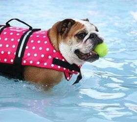 9 Fun Things To Do With Your Dog This Summer