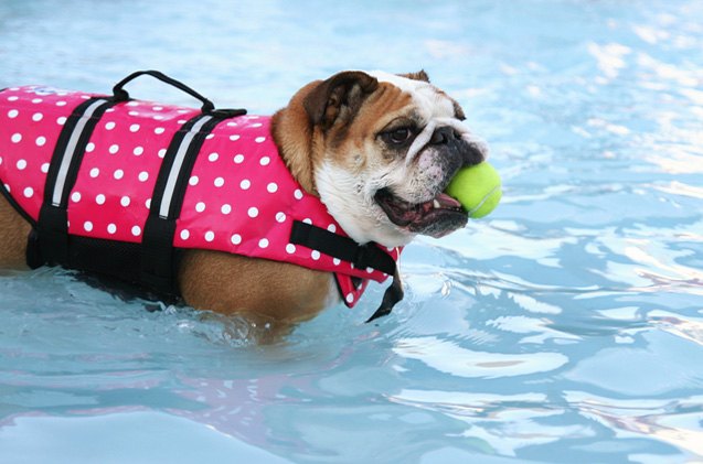 9 fun things to do with your dog this summer