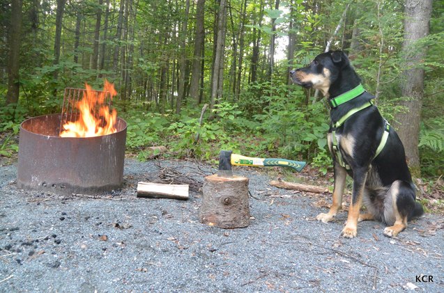 pups with tents hot dogs and campfire safety
