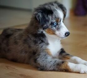 Can a Short-Haired Australian Shepherd Really Be a Purebred Aussie?