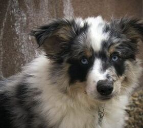 Are Australian Shepherds Good With Kids? What Parents Need To Know