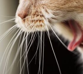 Cat Gagging: Why Does It Happen
