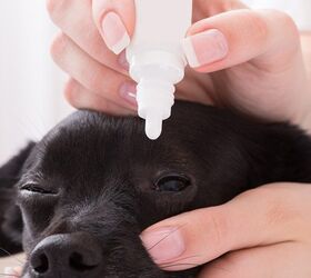 How To Treat Common Eye Injuries in Dogs