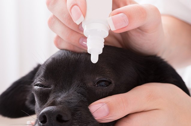 how to treat common eye injuries in dogs