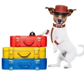 7 Tips For Staying In Hotels With Your Dog