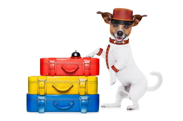 7 tips for staying in hotels with your dog