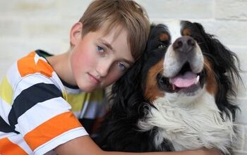 Lost Dog Advice: How To Help Kids Cope When Your Dog Goes Missing