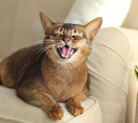 Is Your Cat Losing Teeth? Here’s Why
